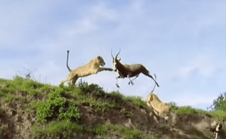 Lion tackling antelope