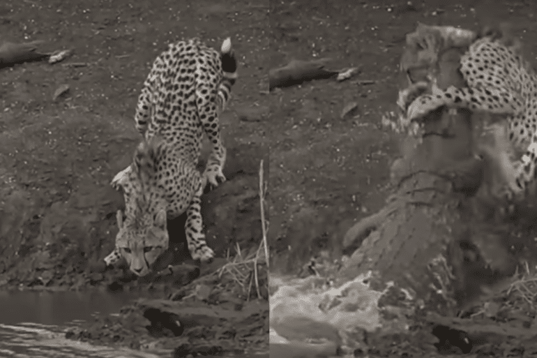 Leopard gets caught by crocodile