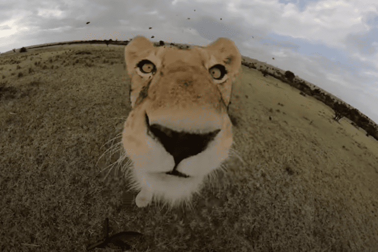lion