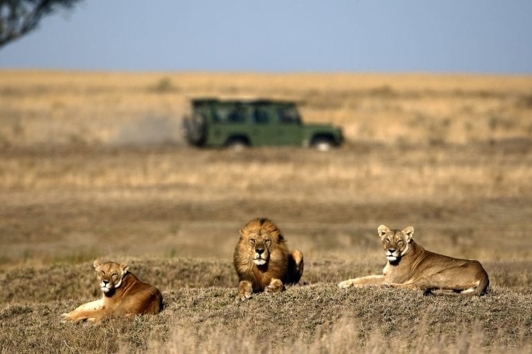 A group of lions lying on the ground in front of a military tank