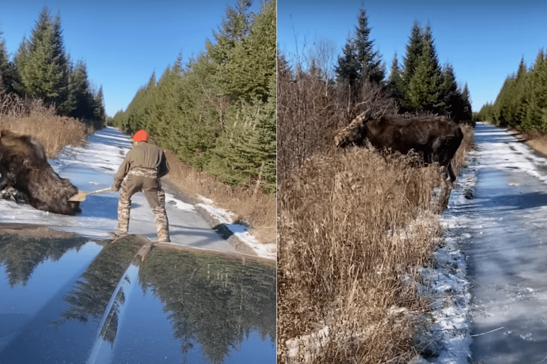 Moose gets pushed off icy road