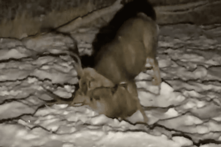 Mountain lion snags cougar