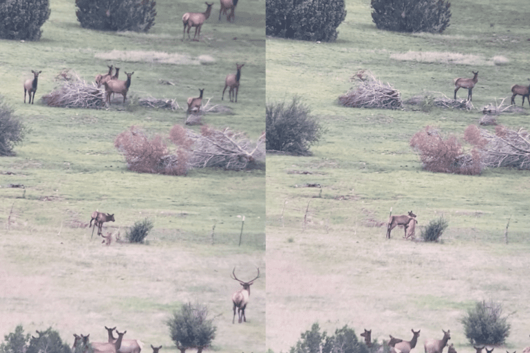 Mountain lion elk attack