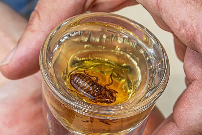 Malort