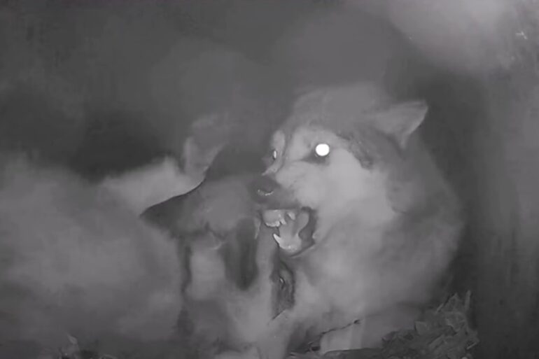 mama wolf