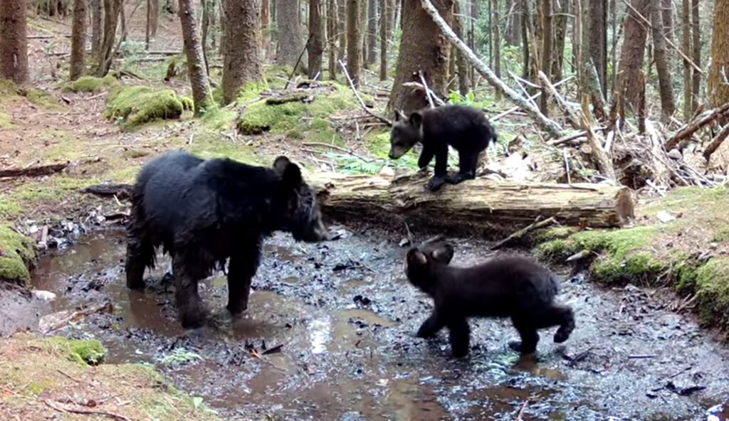 Mother Bear Adorably Teaches Her Triplet Cubs How To Wallow In The Mud ...