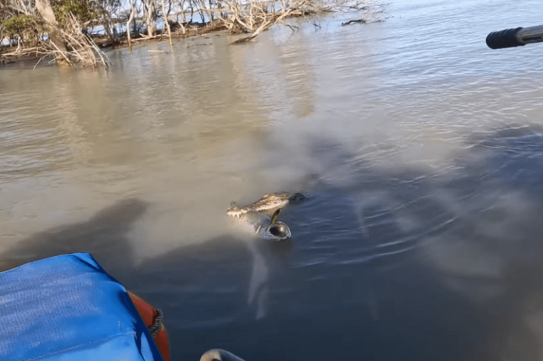 A duck swimming in water