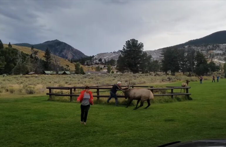 Elk Yellowstone