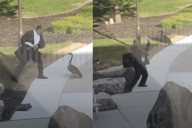man vs goose