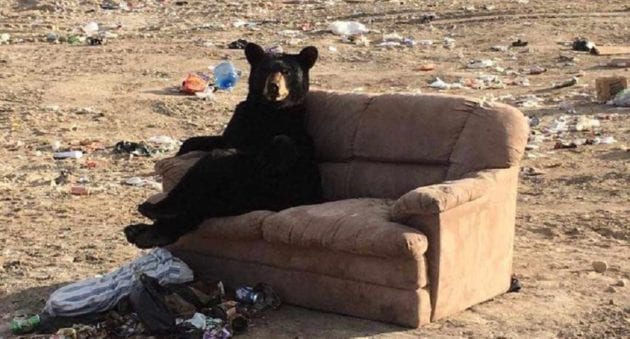 A bear sitting on a couch
