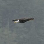 Bald eagle flying