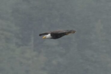 Bald eagle flying