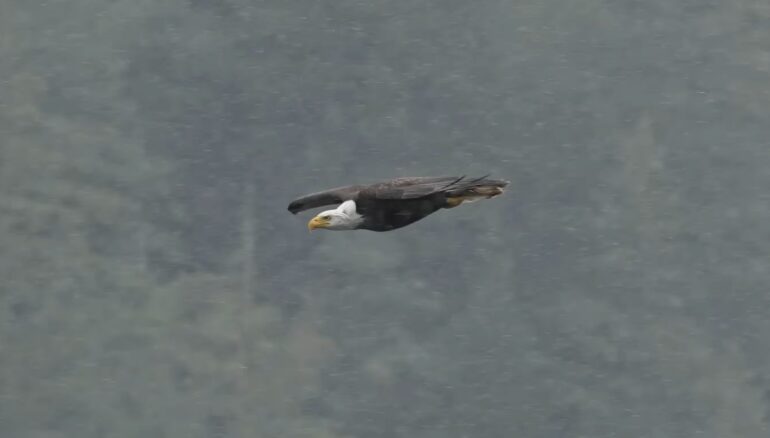 Bald eagle flying