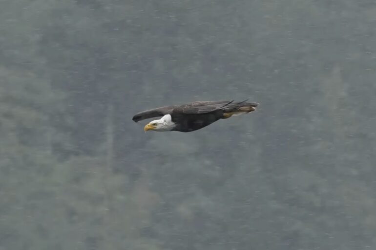 Bald eagle flying