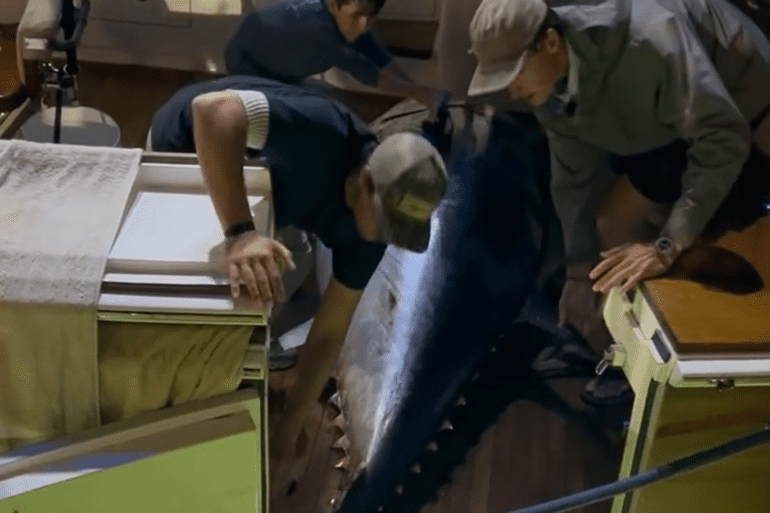 Record tuna