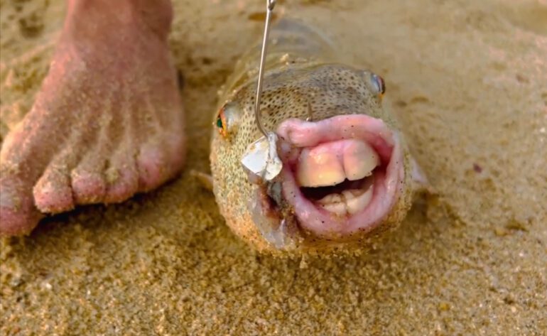 A fish with a mouth