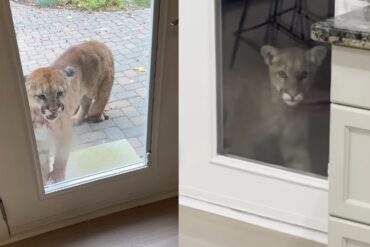 Mountain Lion family