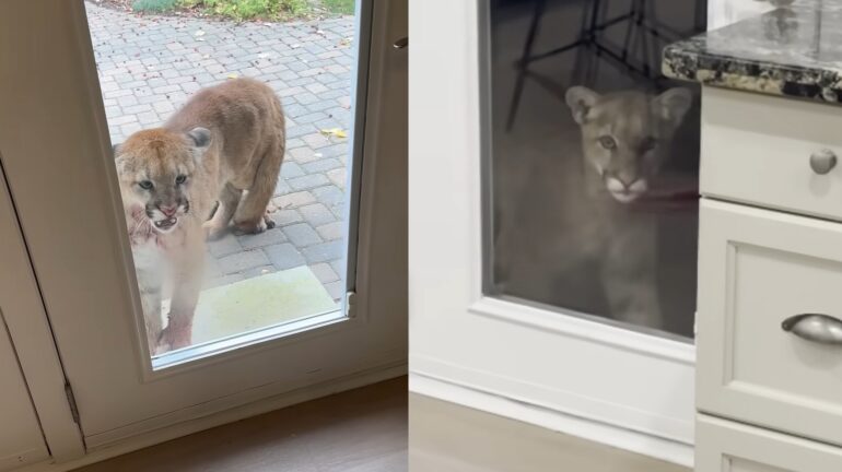 Mountain Lion family