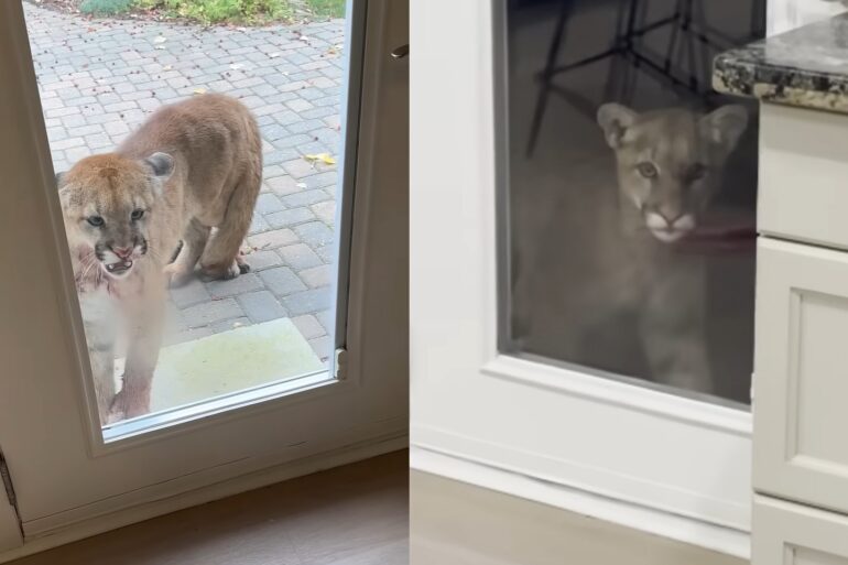 Mountain Lion family