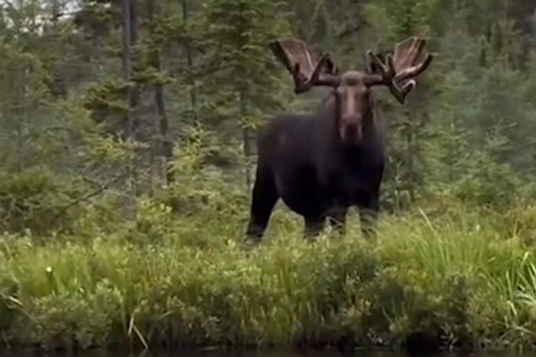 Monster moose