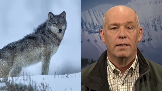 Greg Gianforte standing next to a wolf