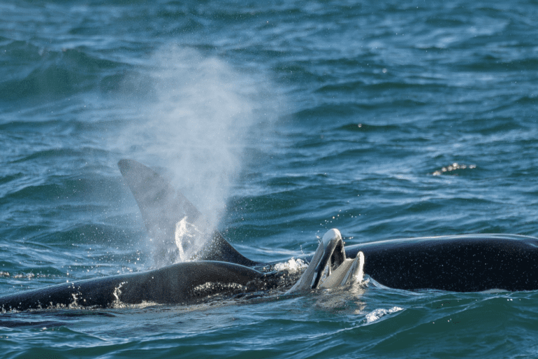 orca whale
