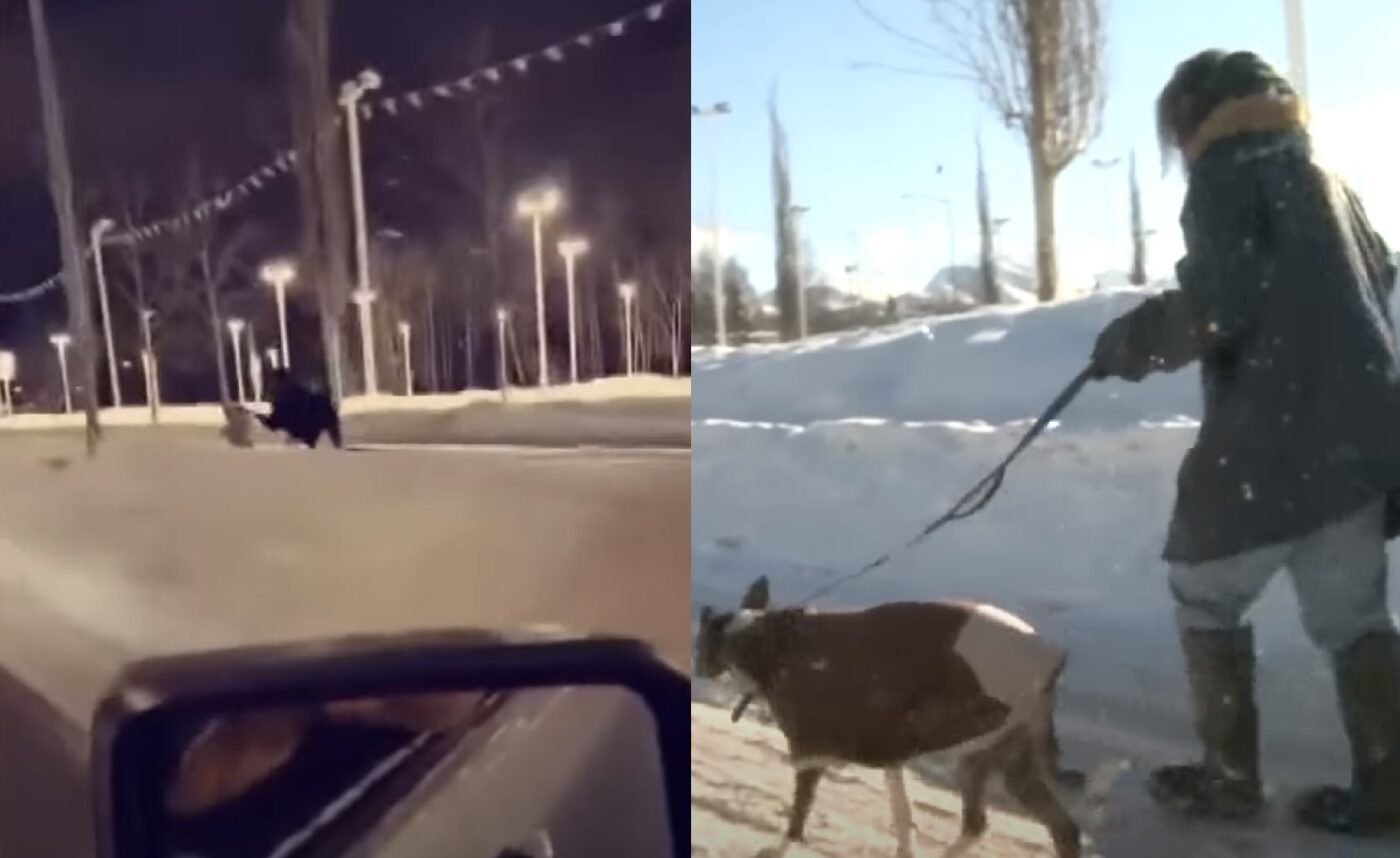 Woman Walking Her Dog Gets Blindsided By A Moose In Alaska | Whiskey Riff