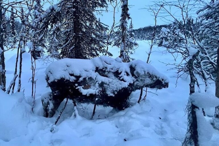 Moose