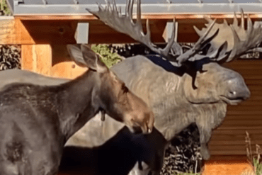 Moose statue