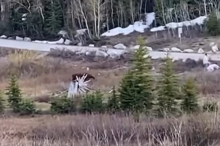 Moose