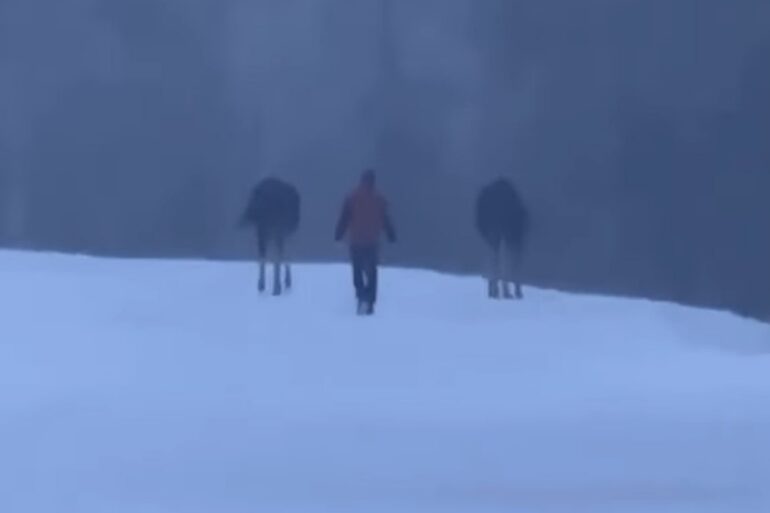 Moose