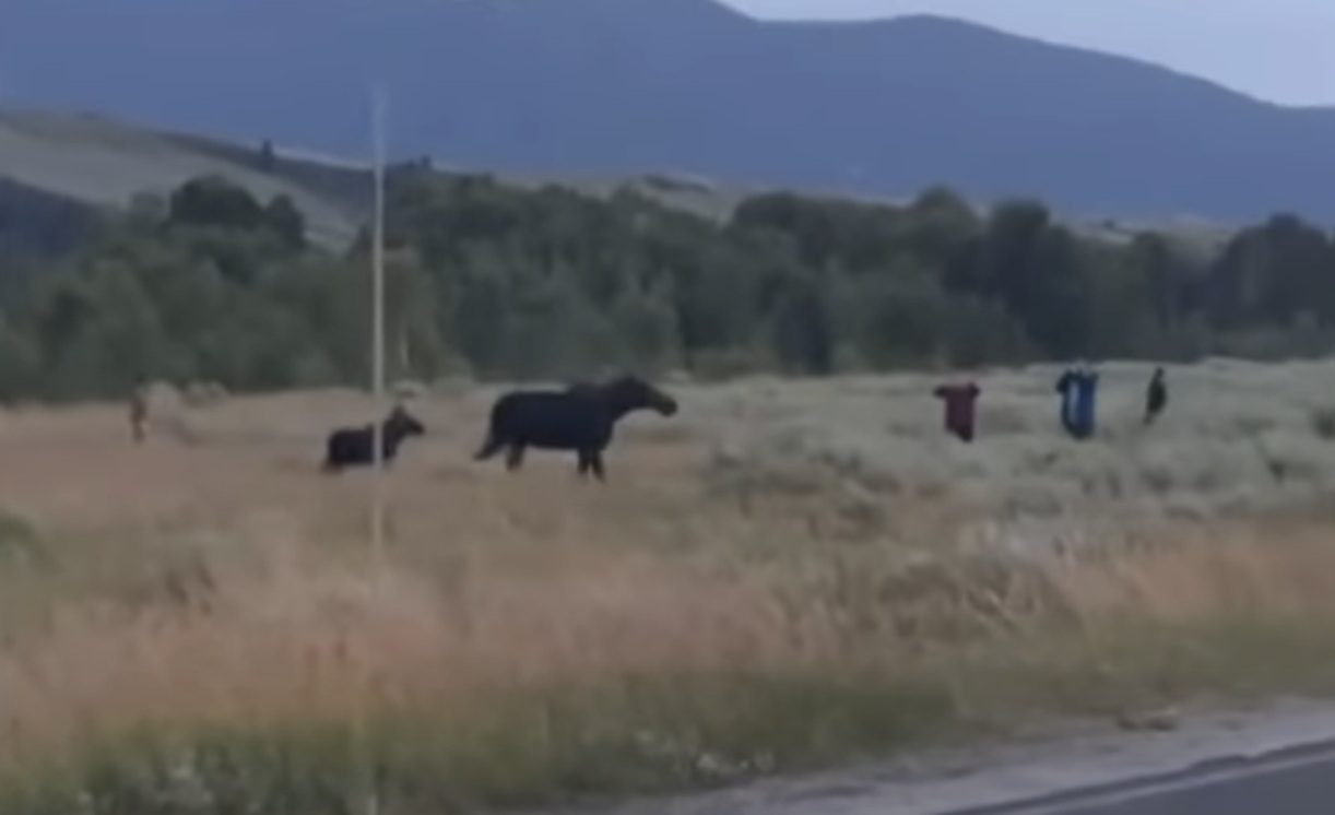 Mother Moose Charges Tourists In Grand Teton National Park