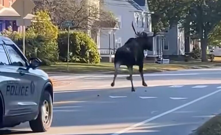 Moose in New Hampshire