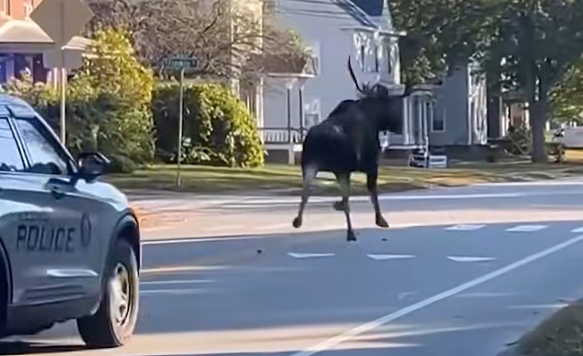 Big Bull Moose Finds Itself In High Speed Police Chase In New Hampshire