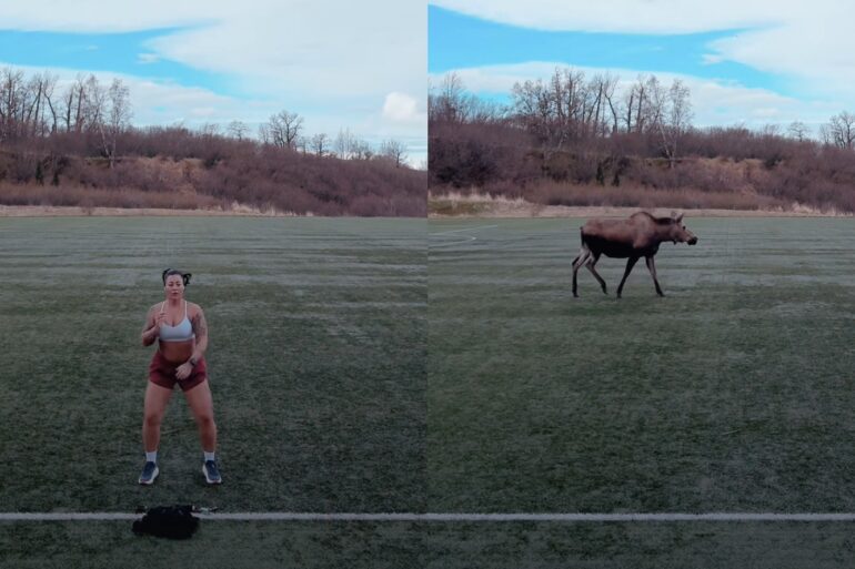 Moose
