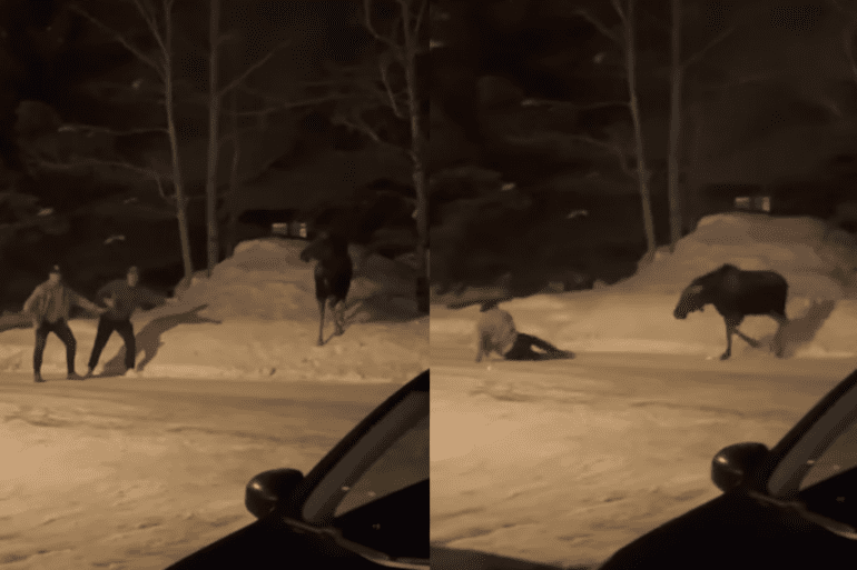 Moose