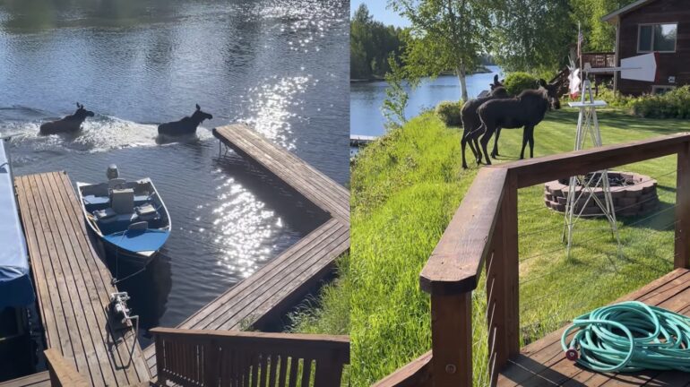 Moose Alaska
