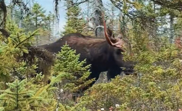 Moose