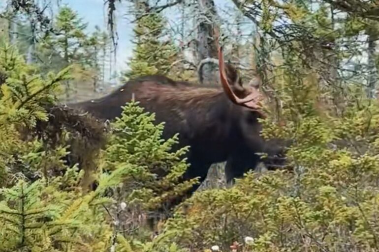 Moose