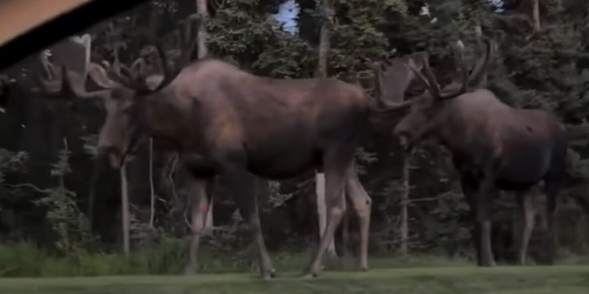 Moose