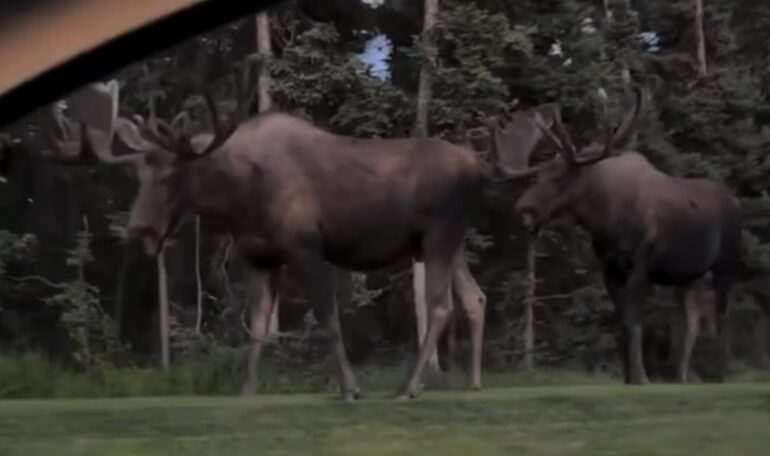 Moose