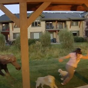 Moose big sky