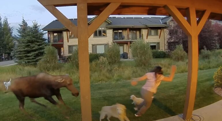 Moose big sky