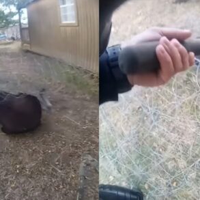 Moose tangle