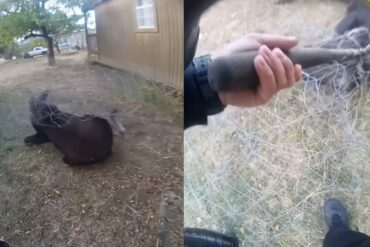 Moose tangle