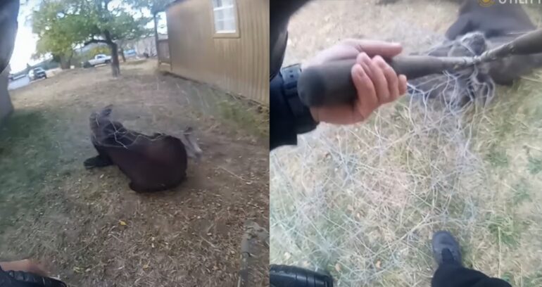 Moose tangle