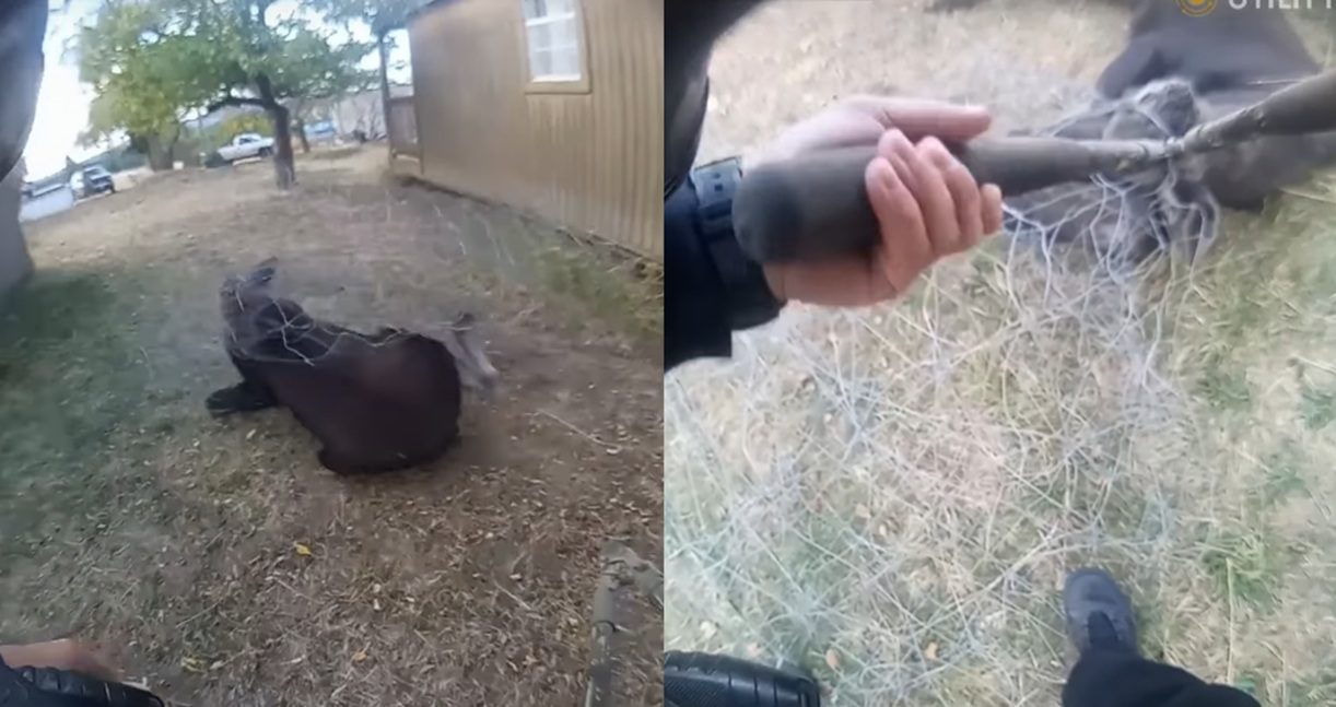 Tangled Up Moose Saved By Fast-Acting Police Officer In Idaho