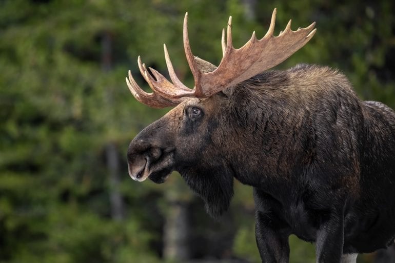 A moose with antlers