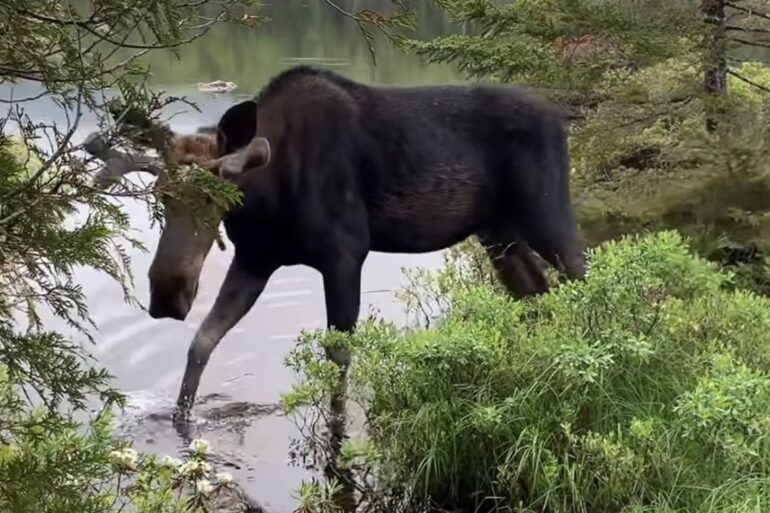 Moose