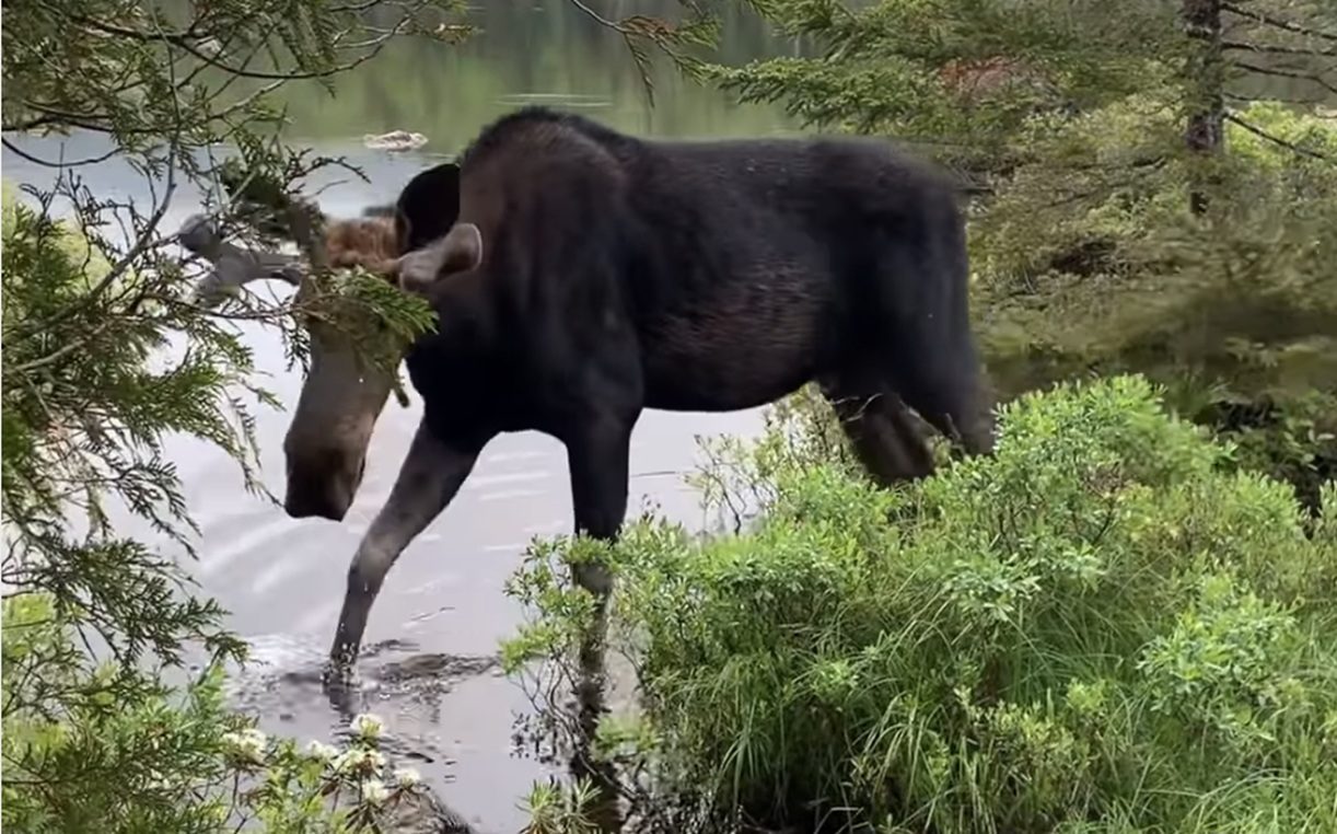 Maine Hiker Stops Dead in Their Tracks to Let a Bull Moose Pass